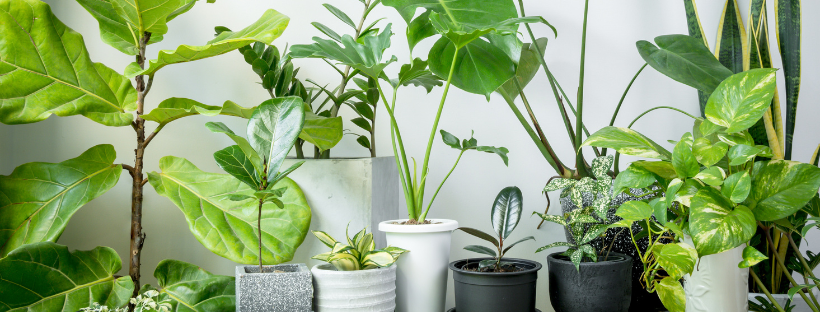 Houseplants 102: Tropical Plants