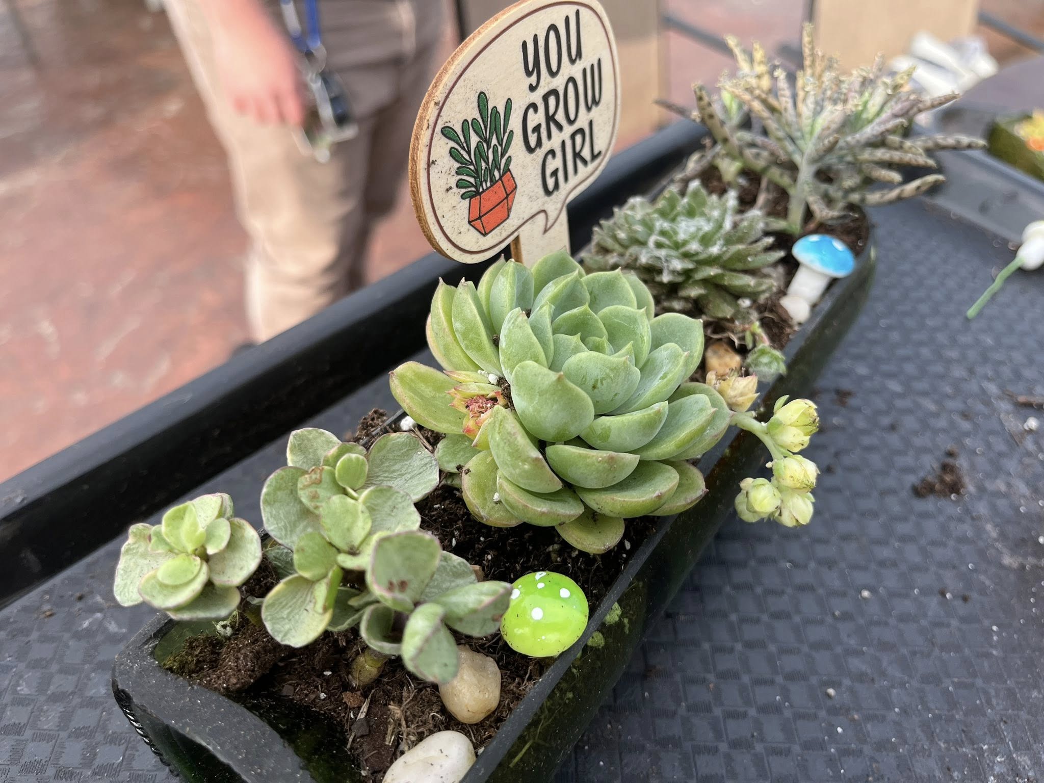 Wine Bottle Succulent Class