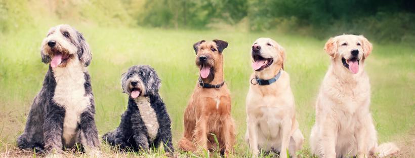 Williams County Dog Park Ribbon Cutting